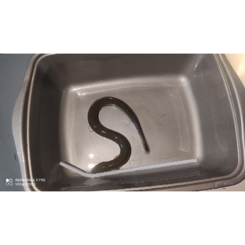 Bibit sidat super ukuran 45-60 gram