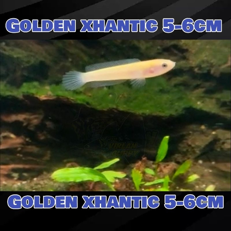 Baby Limbata golden xhantic (rare/langka)