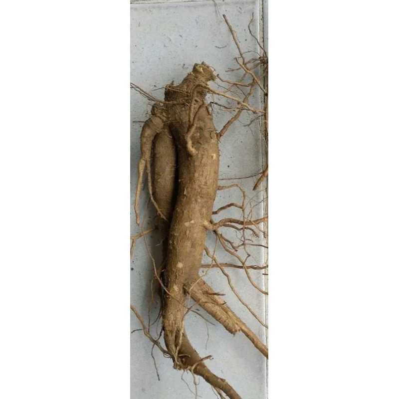 ginseng jawa