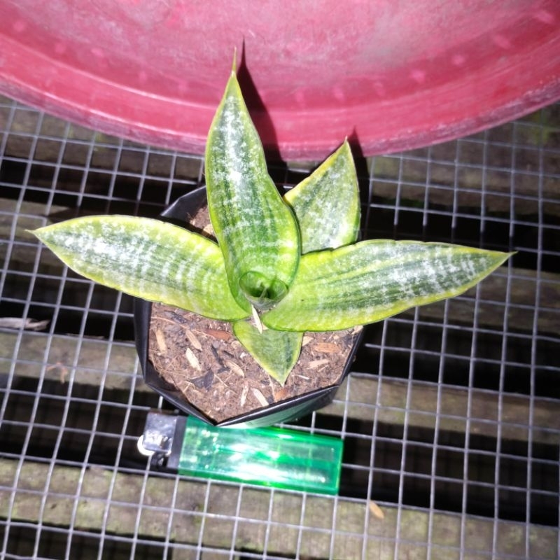 sansivera cordova varigata lapis