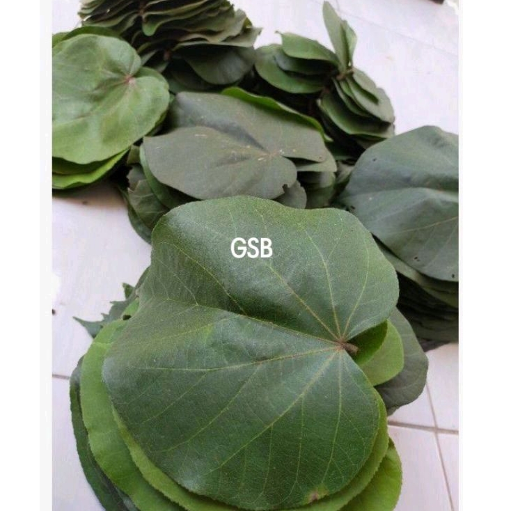 

Daun waru segar 500 gram petik langsung