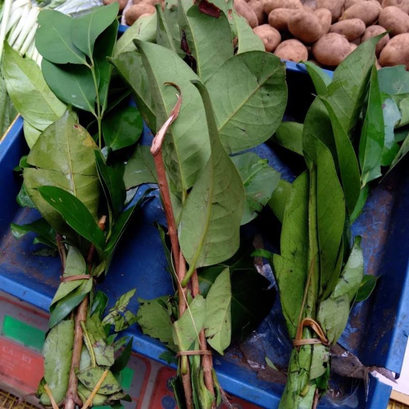 

Daun salam 1 Ikat Bandung