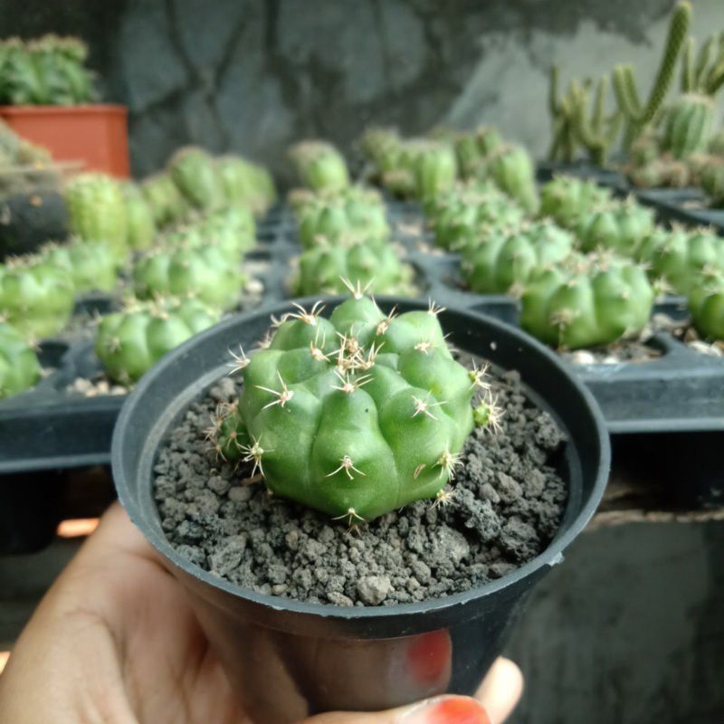 gymno damsii hijau