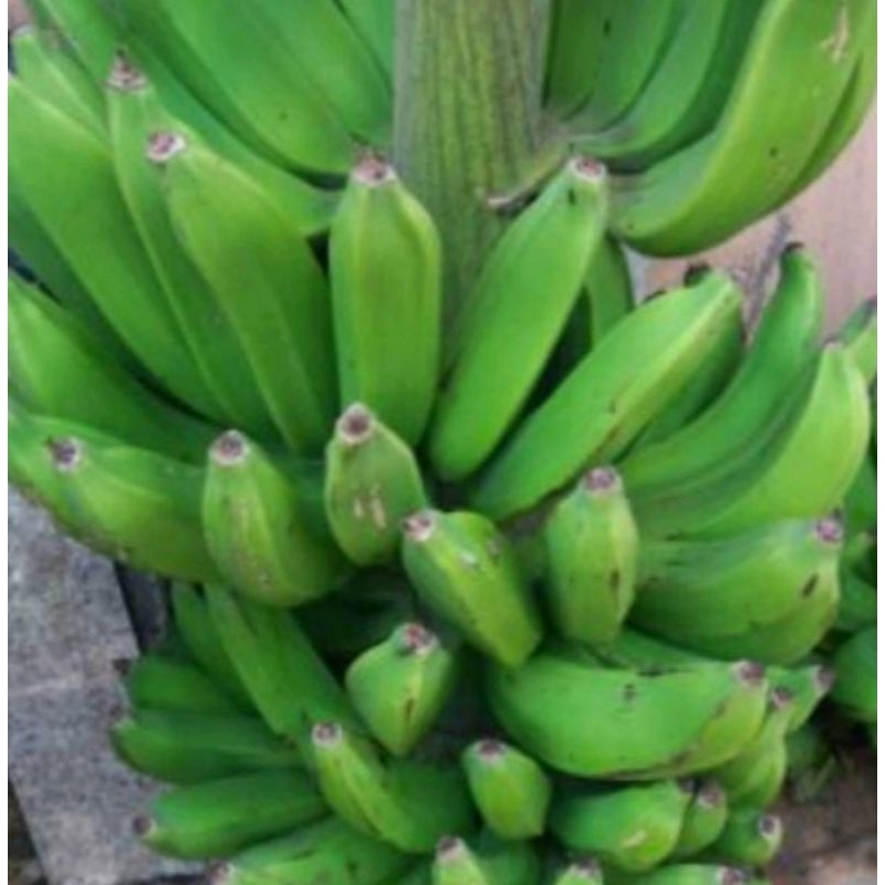 bibit pisang raja sajen