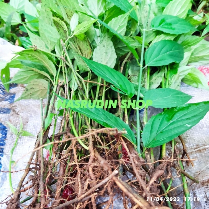 

[Fresh] BIBIT DAUN BELALAI GAJAH CABUTAN / BIBIT BELALAI GAJAH PERPOHON / bibit dangdang gendis