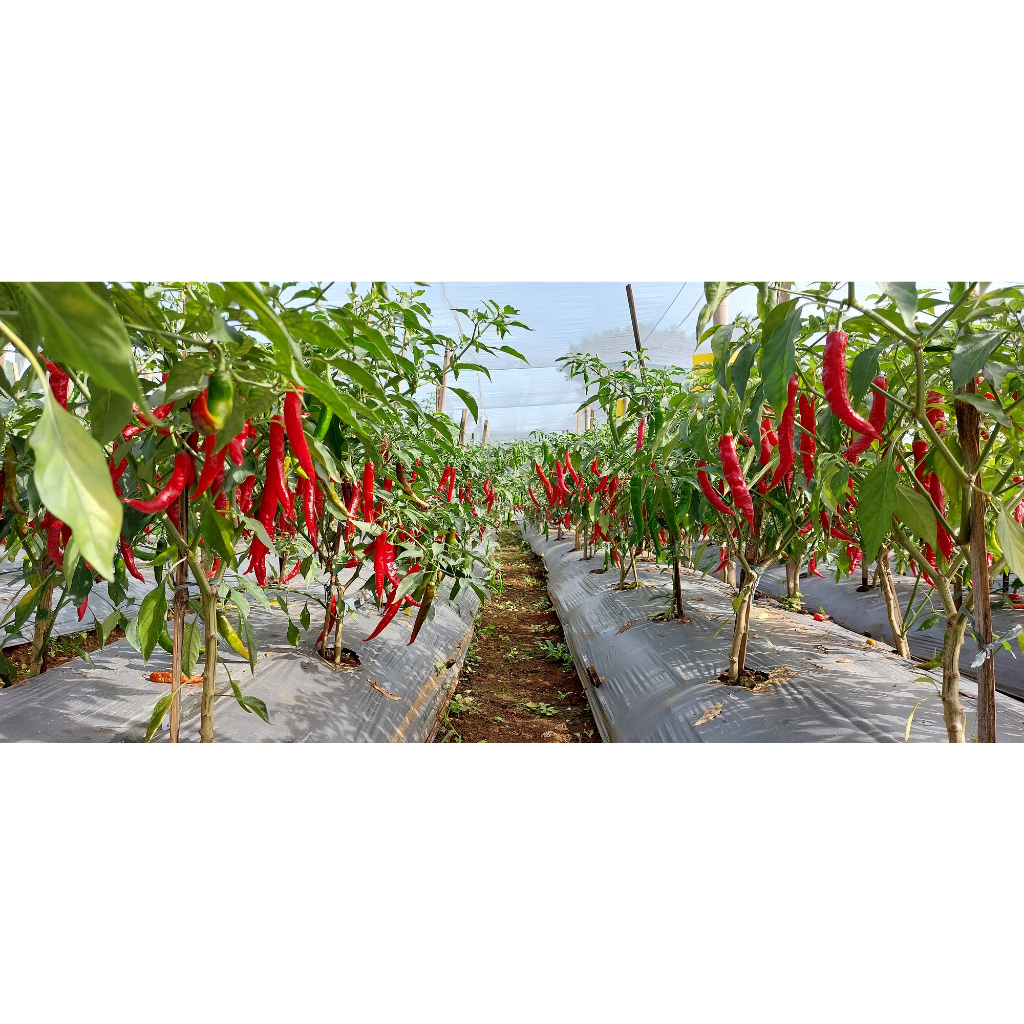 Tjap Bukitmas Benih Cabe / Cabai Merah Besar Varietas Tanjung 2 10 Gram (+- 1200 Butir) Pasti Diskon