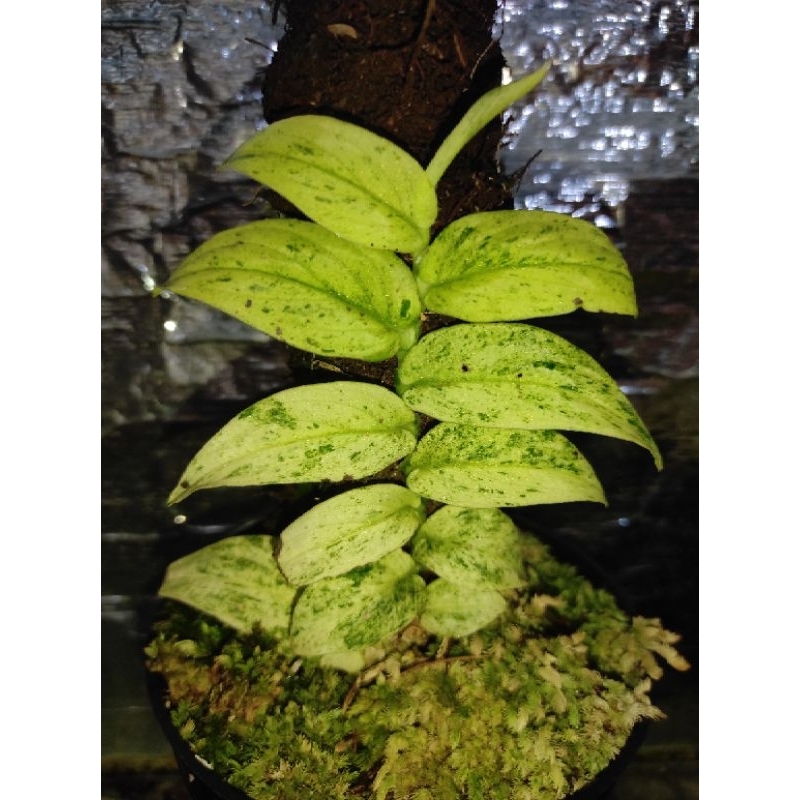 Tanaman Hias Rhaphidophora Korsthalshii Variegata