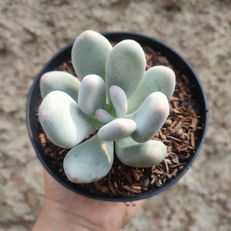 Pachyphytum Oviferum | DP 10cm | Sukulen