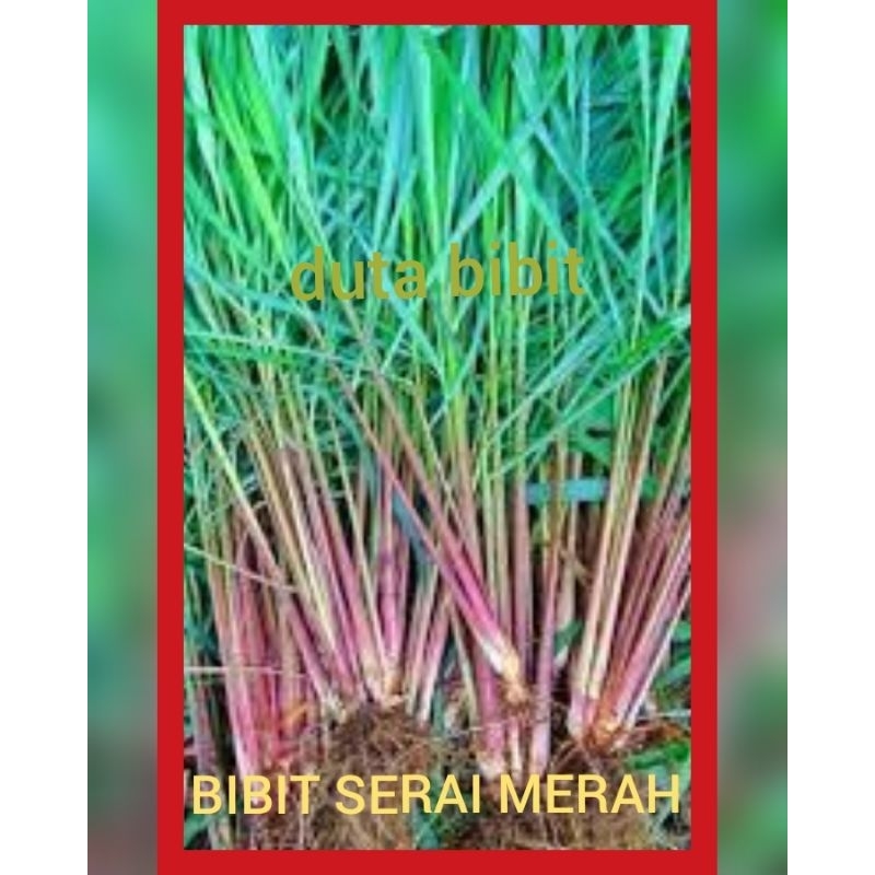 BIBIT SERAI MERAH