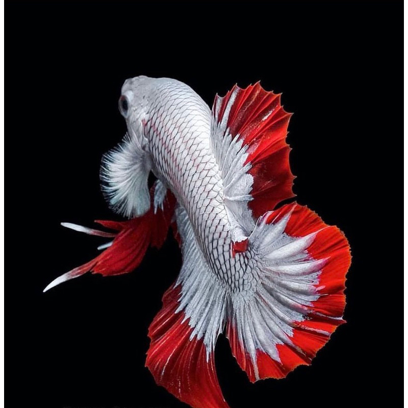 cupang red dragon ekor merah, warna putih bersih, pilihan paling bagus