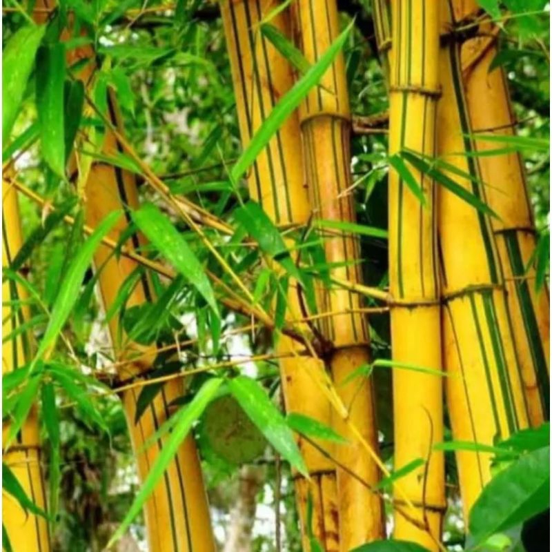 Bambu kuning asli panjang 1 meter