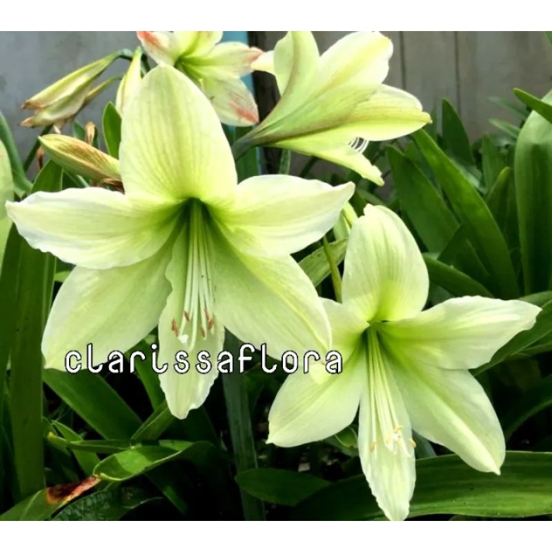 bisa cod tanaman hias Bakung amarilis bunga hijau - amarilis cantik tanaman hidup