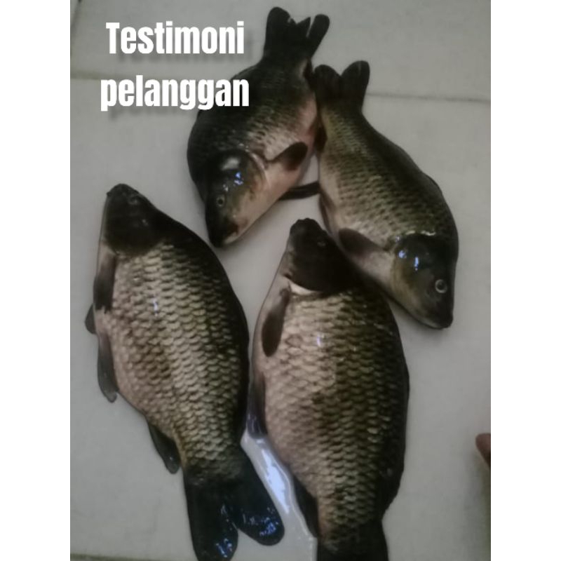 Essen ikan mas paling ampuh gacor, Essen Juara Melon daging usar lomba mancing ikan mas