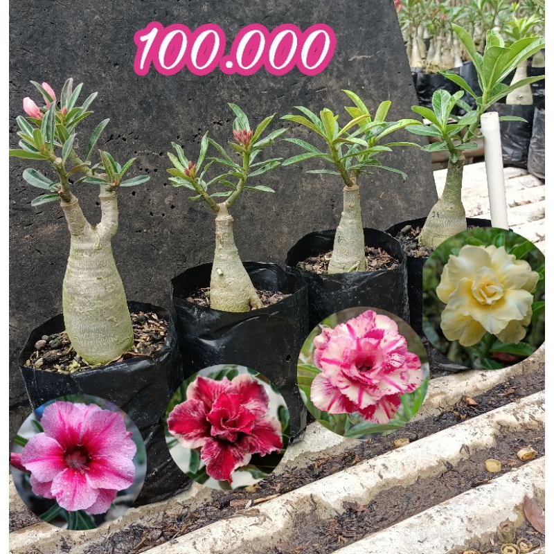 Adenium tumpuk paket murah