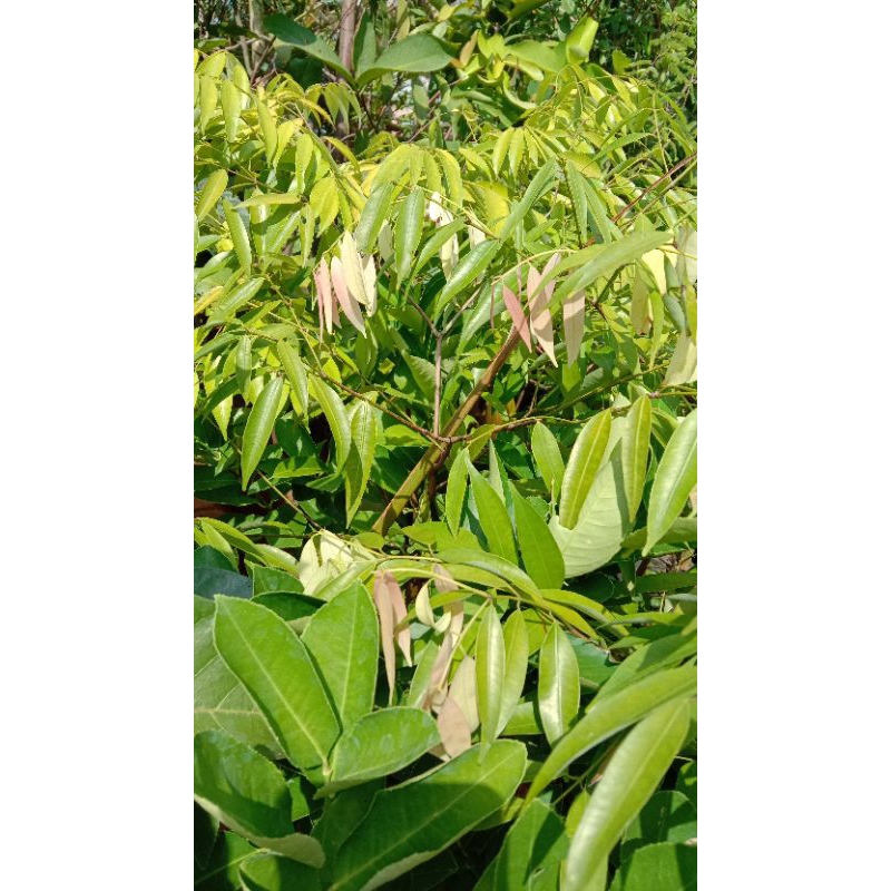 Bibit Kayu Nagasari Langka // Bibit Tanaman Langka Kayu Nagasari ukuran -+ 1 meteran