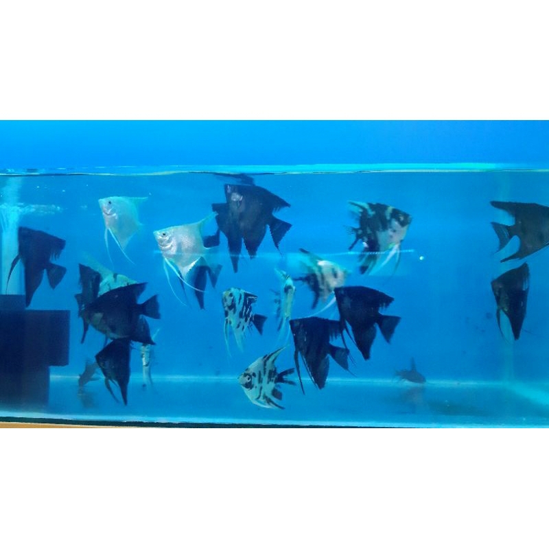 ikan Manfish-Layang