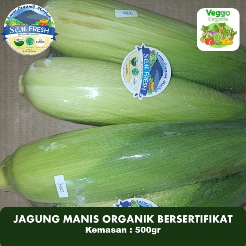 

Jagung Manis Organik