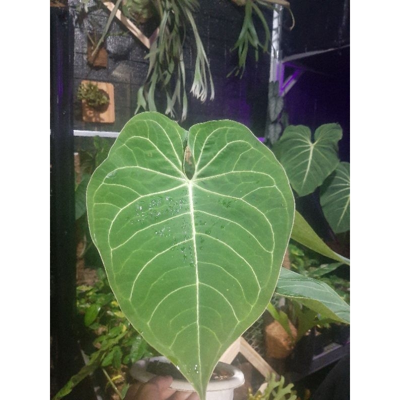 Anthurium verde