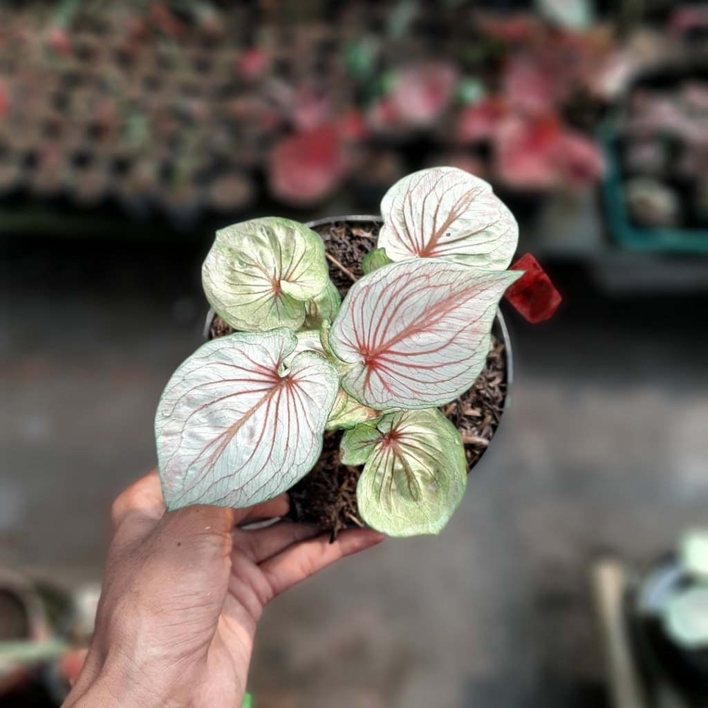 COD  Caladium White Angel Cantik Murah / Keladi Hanoman Obong / Red Pickok / Tanaman Hias Hidup Buka