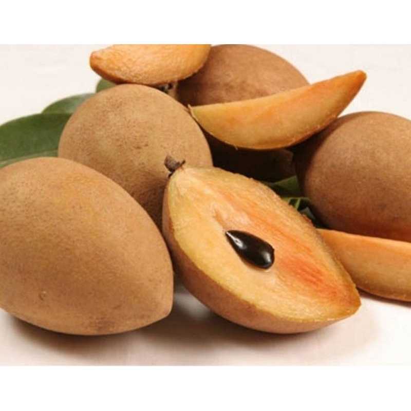 buah sawo, buah sawo manilo, sawo manila, sawo jawa ,sawo fres kebun