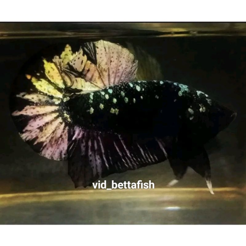 AVATAR COOPER GOLD TOP GRADE BUKAN BESGEL