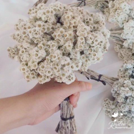 Satu Ikat Edelweis Putih Bromo