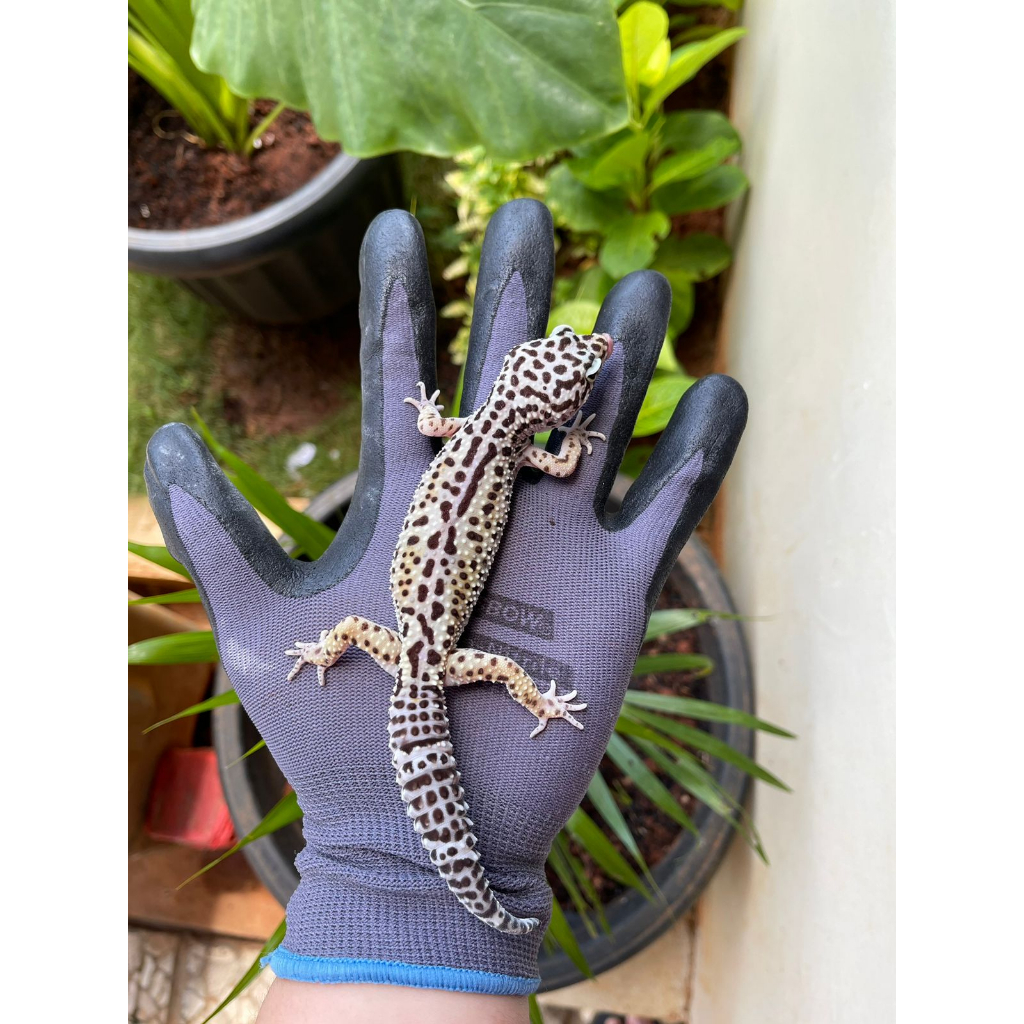 MAINAN - GECKO BLACK NIGHT PURE LINE BREED ADULT