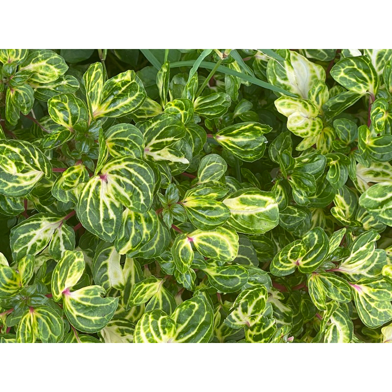 Link mandiri PL sepatu sandal BRANDED