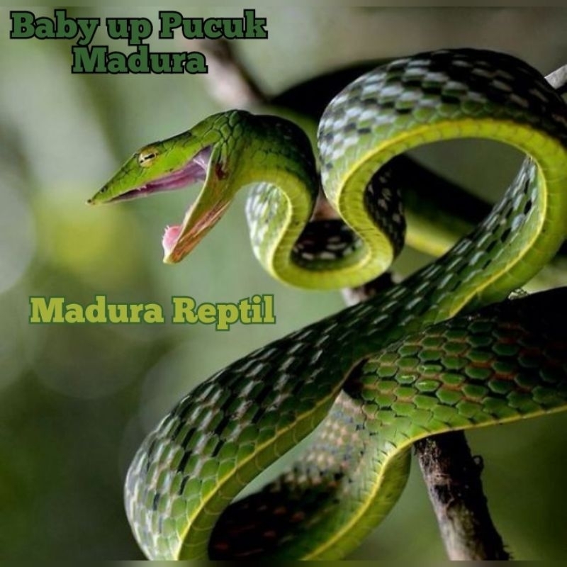 Baby Up / Ular Pucuk Madura / Jinak Total
