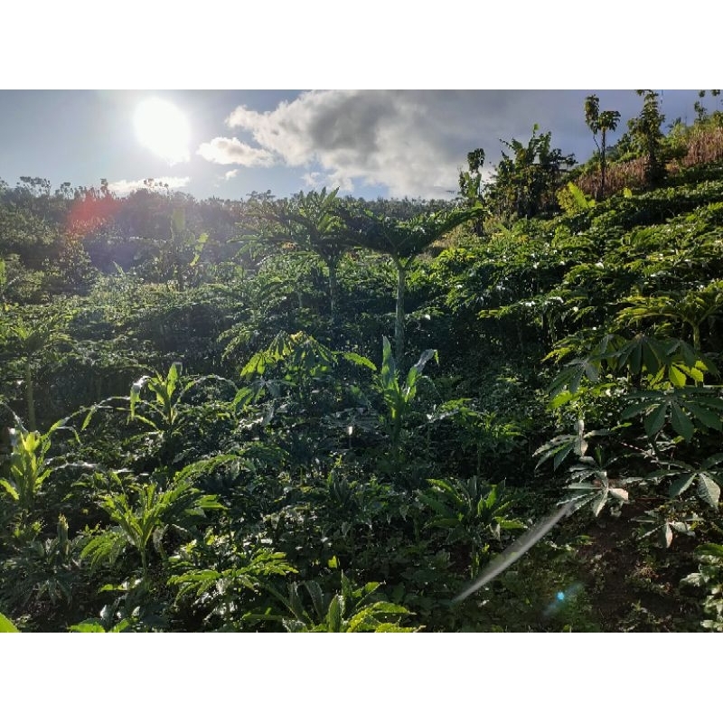 umbi porang produksi 1 kg