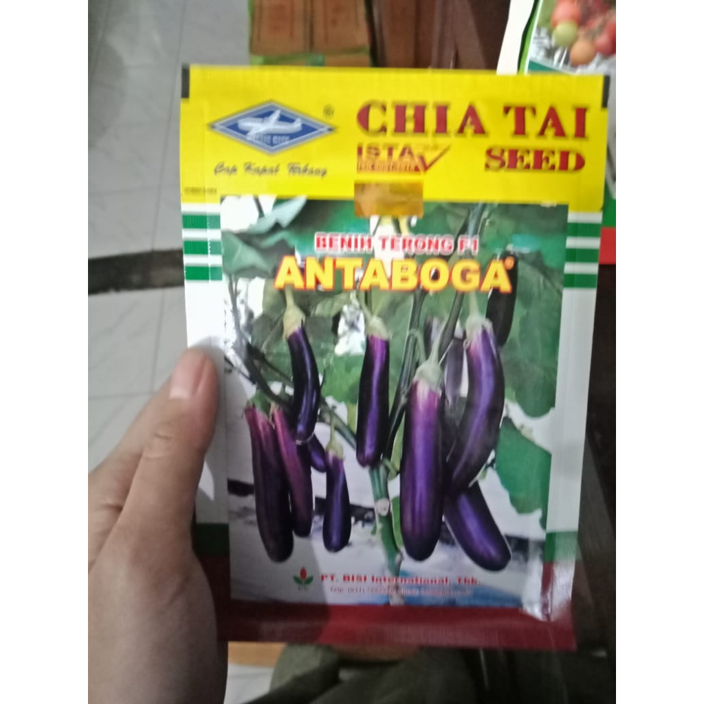 

TERMURAH!! TERLANGKA!! BERKUALITAS!!! BIBIT TERONG UNGU ANTABOGA F1 CAP KAPAL TERBANG chia tai seed