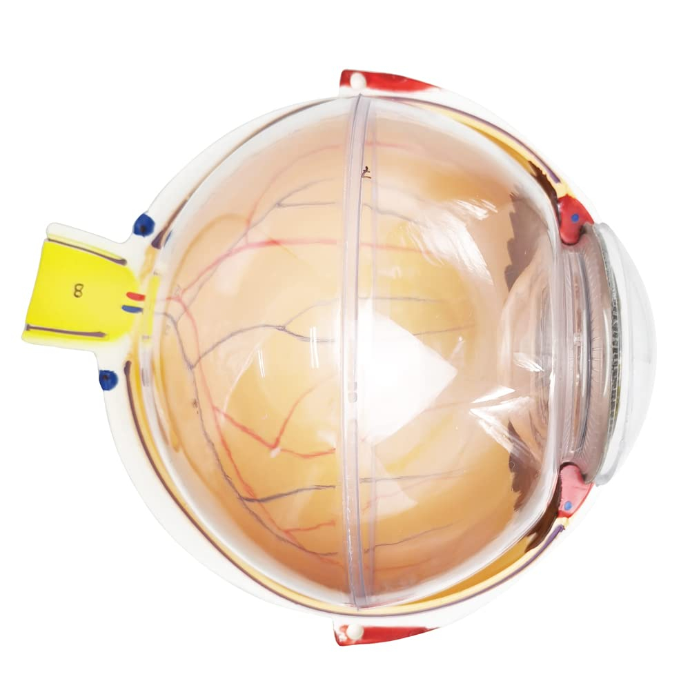 Human Anatomical Natural Eyeball Model Medical Learning Aid Teaching Instrument