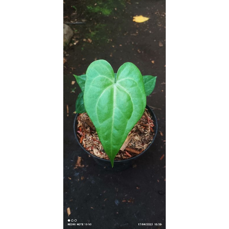 Anthurium clarinervium x