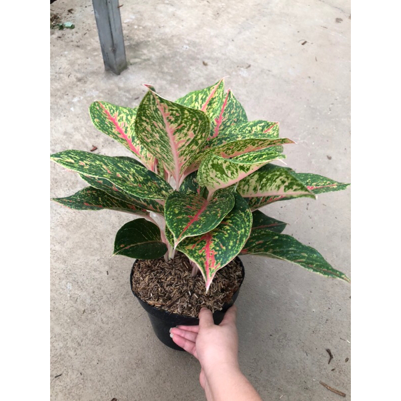 Aglaonema Mayang Rumpun