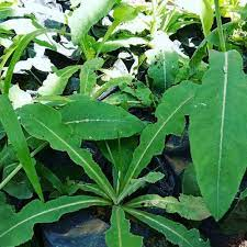 

Daun Tempuyung Segar 100 gram Herbal terbaik