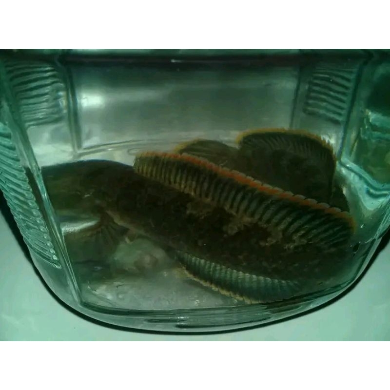 hiasan-aquarium-aquascape-Channa-limbata1pair