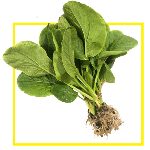 Sayur Caisim Hidroponik 200 gr Sayur Segar