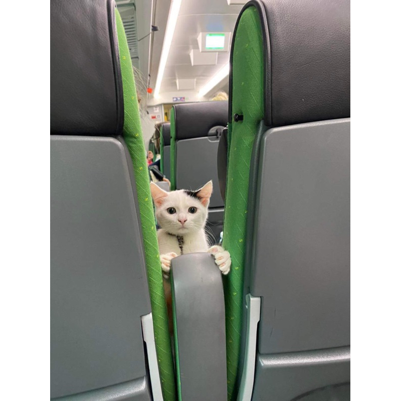 pc jisung noot noot booked