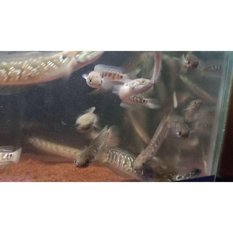 Channa Asiatica ws spot Uk 7-10 cm