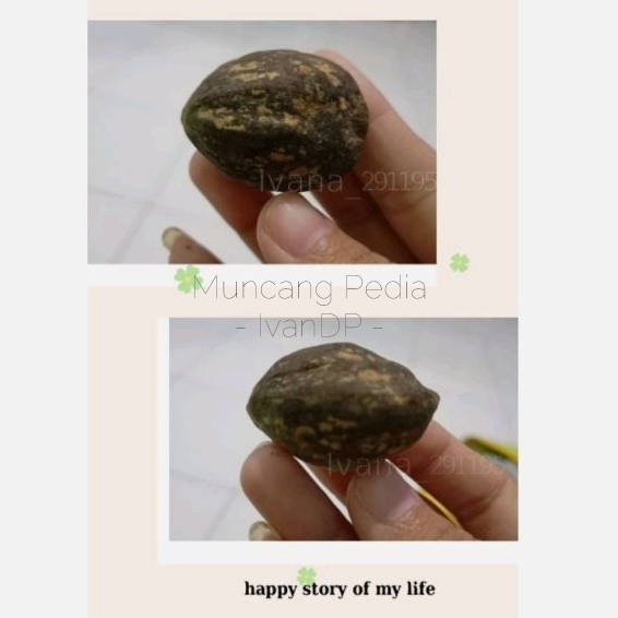 Muncang Adu / Kemiri Pedang Kawung ORI MuncangPedia IvanDP