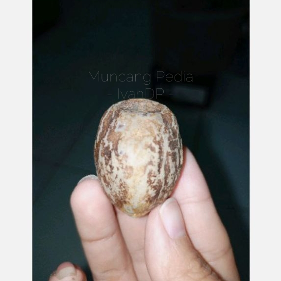 Muncang Mantili Bagyo / Kemiri Mantili Bagyo MuncangPedia IvanDP