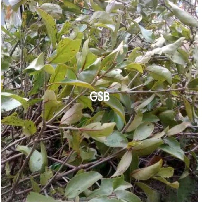 

Benalu cengkeh segar organik 500 gram