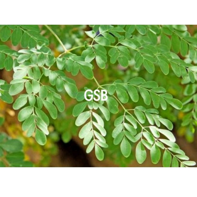 

Daun kelor segar petik langsung 200 helai pilihan