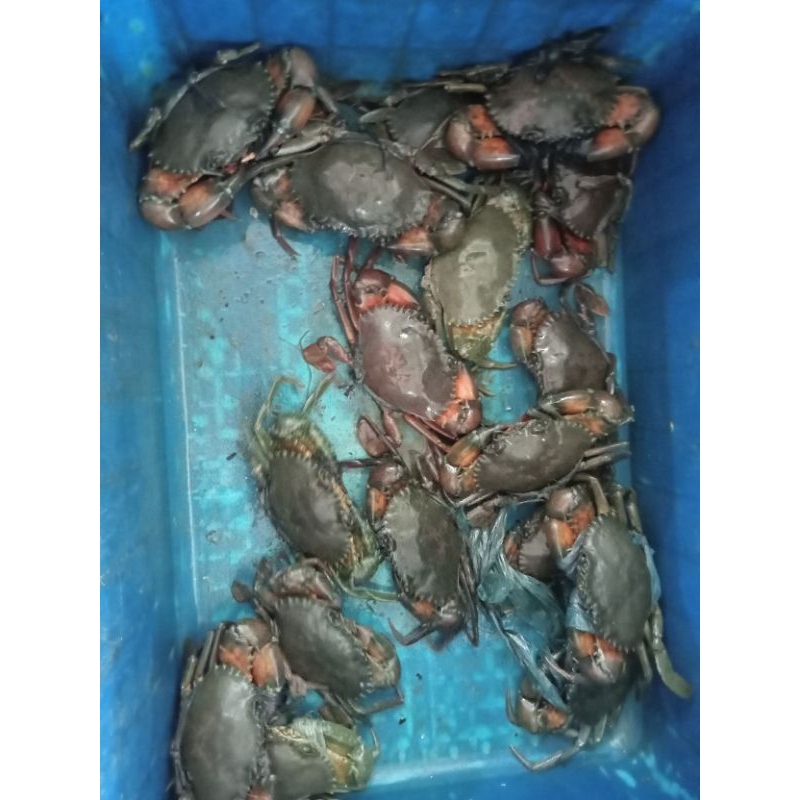 

kepiting Hidup Kualitas Super 1000gr