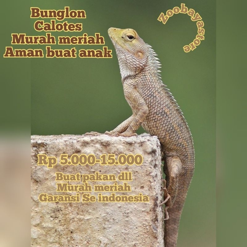 Bunglon Calotes Jumbo / Jinak / Murah Meriah