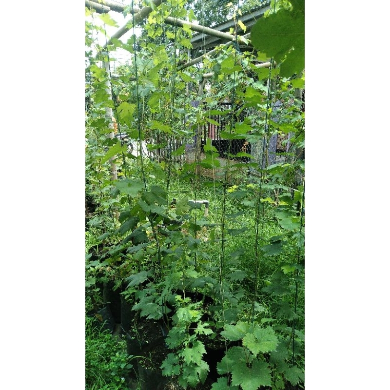 Bibit Anggur Import shine Muscat korea