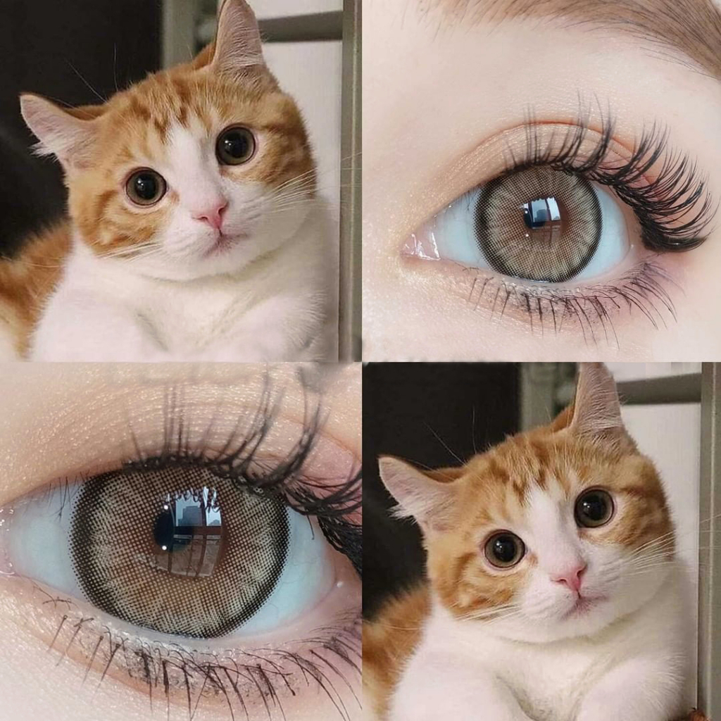 SOFTLENS SOLITAIRE  COLORED LENSES-Dawn Brown 14.5mm