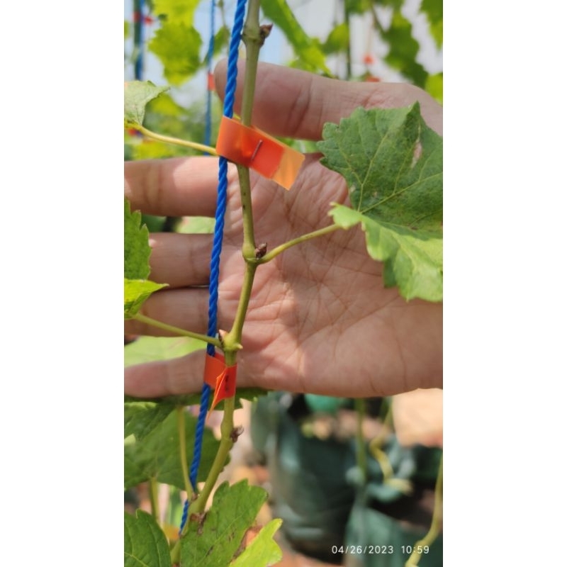 entres anggur import ratatouille alias cotton candy valid