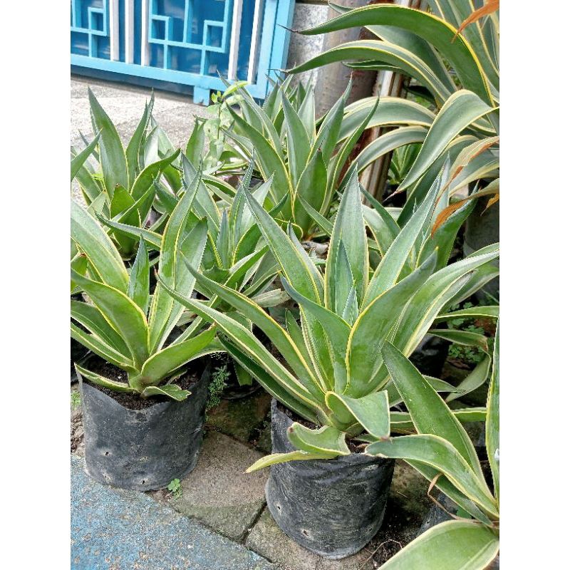 Bibit Agave Mahkota