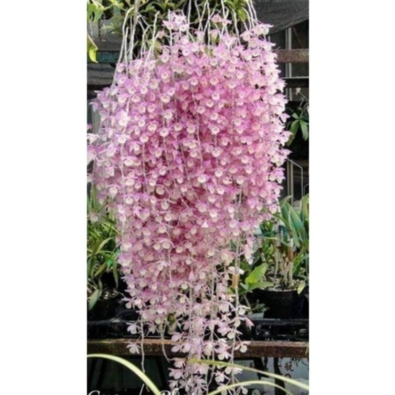 ANGGREK APHYLLUM APILUM / ANGGREK TIRAI